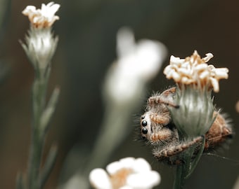 Jumping Spider with Flowers