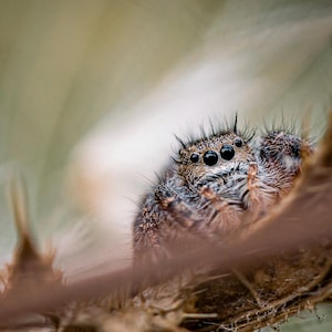 Jumping Spider with Thorns