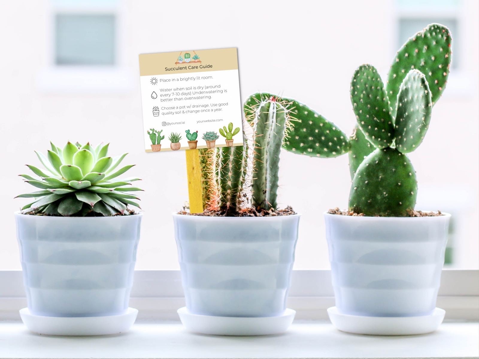 Editable Succulent Care Guide Template, Plant Care Cards Tag Printable ...