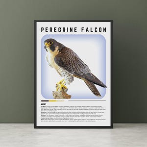 Decorazione murale raffigurante il falco pellegrino, stampa raffigurante il falco pellegrino, identificazione degli uccelli, poster raffigurante gli uccelli da caccia, stampa raffigurante il birdwatching, stampa raffigurante gli uccelli da usare in classe.