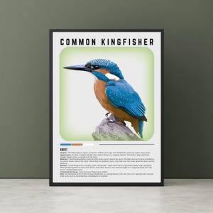 Arte de pared de martín pescador común: impresión de martín pescador, identificación de aves, pájaro pescador, arte de aves de río, impresión de observación de aves, póster de aves para el aula.
