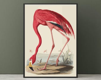 Vintage Flamingo Wall Art - American Bird illustration, Vintage flamingo print, Antique Bird Illustration, John Audubon Print.
