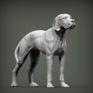 Può includere: Una scultura monocromatica grigio chiaro di un cane in piedi con una corporatura muscolosa, orecchie pendenti e pelo corto. La figura canina è raffigurata in una postura vigile ed eretta con la testa leggermente girata di lato, mostrando un'anatomia dettagliata.