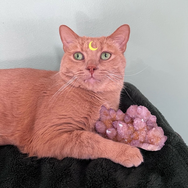 Apollo Picks Your Crystals / Cat Intuitively Chooses Your Crystals / Crystal Mystery Bag