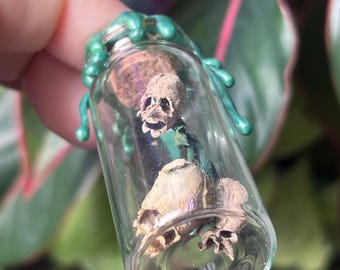 Snapdragon Skull Pods - Fairy Skulls in Glass Apothecary Jars