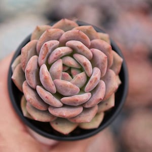 Echeveria &#39;Ariel&#39; - Live Succulent