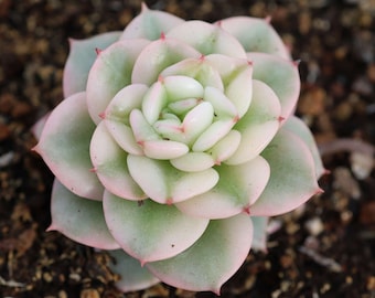 Echeveria Rolly Variegata, Suculenta Viva Rara