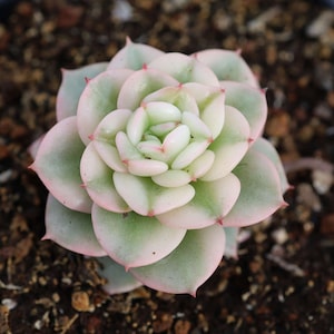 Echeveria Rolly Variegata, Rare Live Succulent