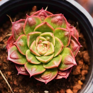 Echeveria Longissima  - Live Succulent