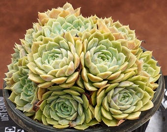 アエオニウム・ライチ - 生きた植物、P164 - Etsy 日本