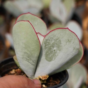 Cotyledon orbiculata &#39; Hakubi&#39; - Live Succulent