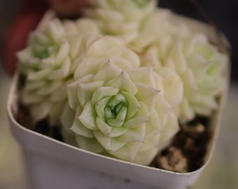 Echeveria White Swan- Live Succulent - Etsy