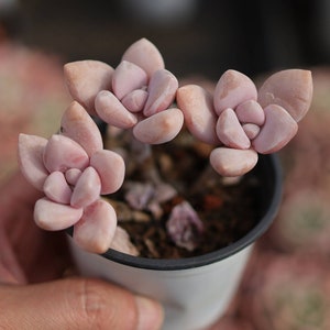 Pachyphytum Blue Haze- Live Succulent