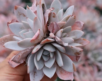 Echeveria 'white lotus' Cluster, Rare Live Succulent