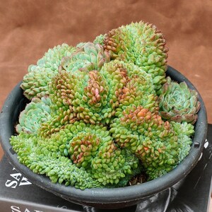 May include: A potted succulent plant with green and reddish-brown foliage. The plant is in a dark gray ceramic pot, resting on top of two books. The books have the text "SABINE WEISS" on the spine. The background is a solid brown.