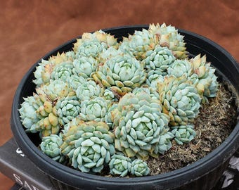 アエオニウム・ライチ - 生きた植物、P164 - Etsy 日本