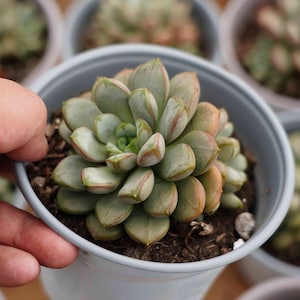 Graptoveria &#39;Amethorum&#39;- Live Succulent