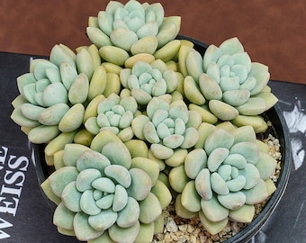 パキフィツム バブルキャンディ多肉植物 - Etsy 日本