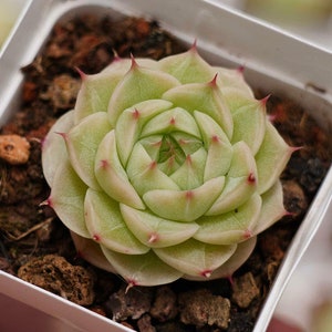Echeveria &#39;Kovadi&#39; - Live Succulent