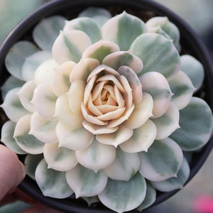 Onslow Variegated  - Live Succulent