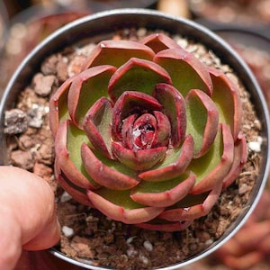 Puede incluir: Primer plano de una planta suculenta roja y verde en una maceta pequeña. La planta está enfocada y el fondo está desenfocado.
