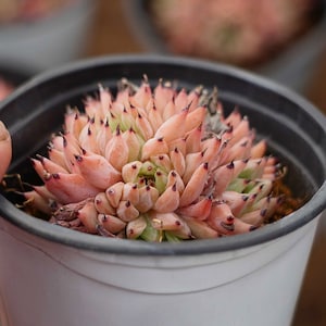 Echeveria cuspidata var.zaragozae  - Live Succulent