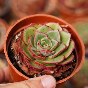 Echeveria &#39;fenni&#39;, Rare Live Succulent