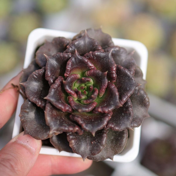 Echeveria Black Madiba - Live Succulent