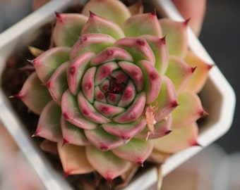 Echeveria Toscannelly - Live Succulent