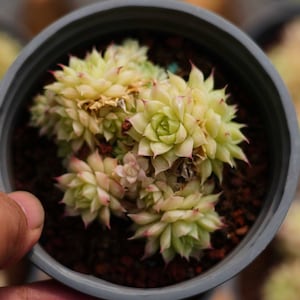 Echeveria &#39;Malgan&#39; - Lebende Sukkulente