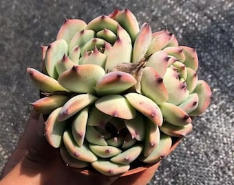 Echeveria chihuahuaensis , Succulente vivante rare