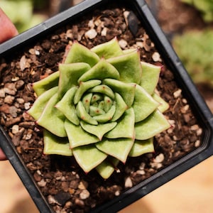 Sedeveria &#39;Green Rose&#39;  - Live Succulent