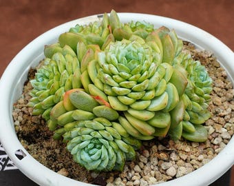アエオニウム・ライチ - 生きた植物、P164 - Etsy 日本
