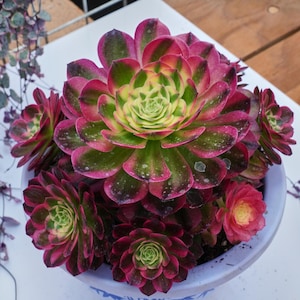 アエオニウム・ライチ - 生きた植物、P164 - Etsy 日本