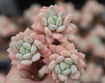 Graptoveria white horse, Rare Live Succulent