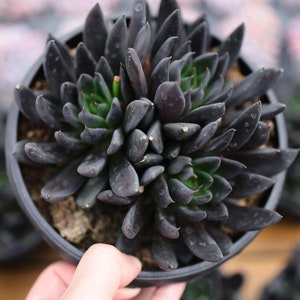 Echeveria Black Knight - Lebende Sukkulente