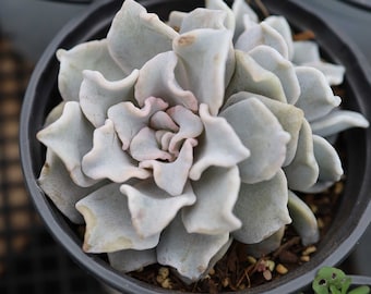 May include: Close-up of several small potted succulents with gray-green leaves. The succulents are arranged in a grid pattern on a black surface.