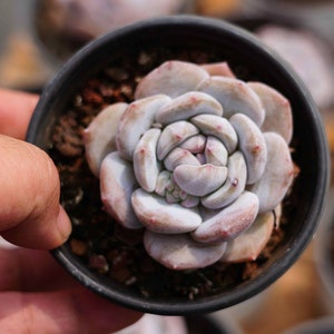 Echeveria Hosikage, Seltene Lebende Sukkulente