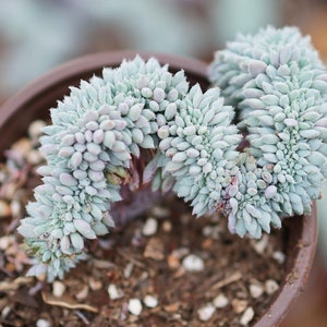 Echeveria setosa v. deminuta Cristation - Live Succulent