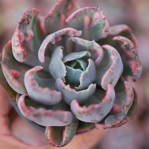 Graptoveri&quot;No trace of tears&quot;Variegated  - Live Succulent