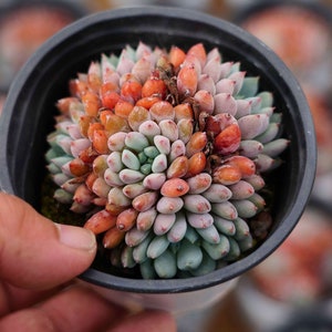 Echeveria setosa rondelli  - Live Succulent
