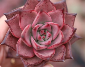 Echeveria agavoides 'Romeo', Suculenta viva rara