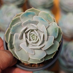 Echeveria &#39;Lola&#39;, Seltene Lebende Sukkulente
