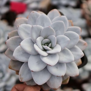 Echeveria Laui - Live Succulent