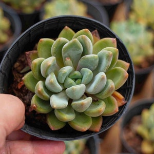 May include: A close-up of a succulent plant in a black pot. The plant has green leaves with a slightly reddish hue.