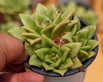 エケベリア 多肉植物 緑色 エケベリア 多肉植物 緑色 多肉植物】エケベリアの育て方と植物の特徴