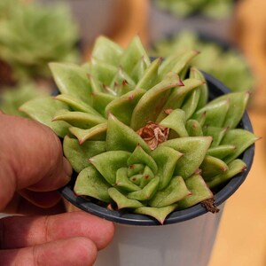 Sedeveria green rose  - Live Succulent