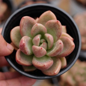 Echeveria &#39;Avocado Cream&#39; - Lebende Sukkulente