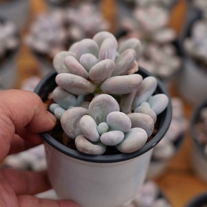 Pachyphytum Oviferum - Live Succulent