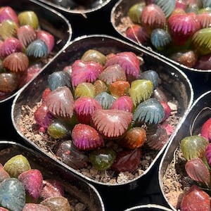 Puede incluir: Una colección de suculentas Haworthia cooperi en pequeñas macetas cuadradas negras. Cada planta presenta hojas translúcidas, carnosas y redondeadas en tonos vibrantes de rosa, morado, verde y azul, con estrías verticales visibles.